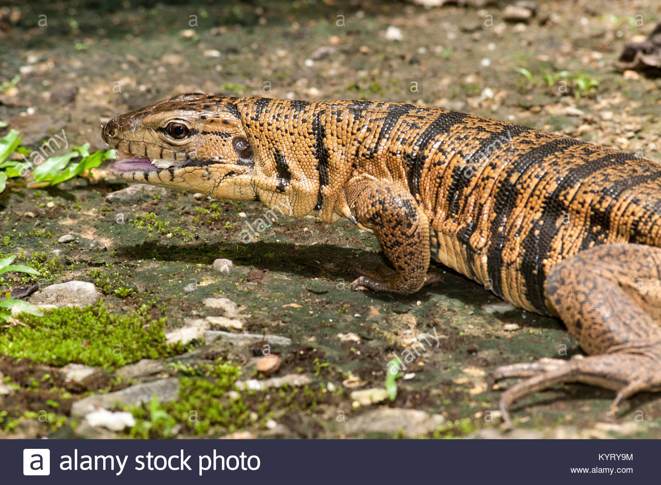 Trinidad Golden Tegu Lizard High Resolution Stock Photography and