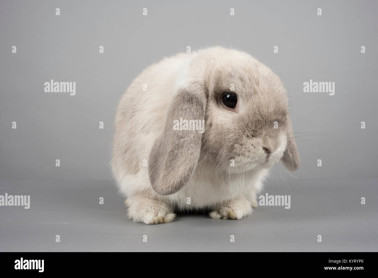 Bunny rabbit plain background hi-res stock photography and images - Alamy