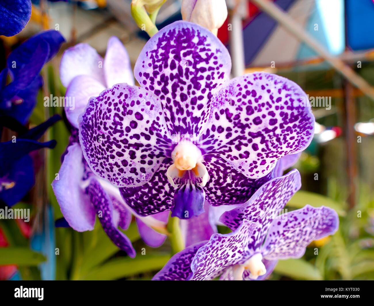 Orchid, morning in the backyard Stock Photo Alamy