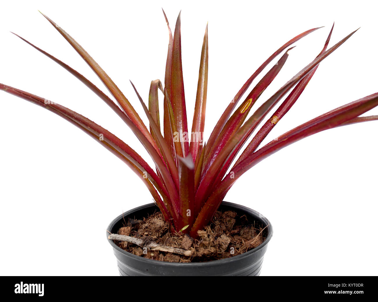 Bromeliad ,Red Star pineapple colors home decor Stock Photo