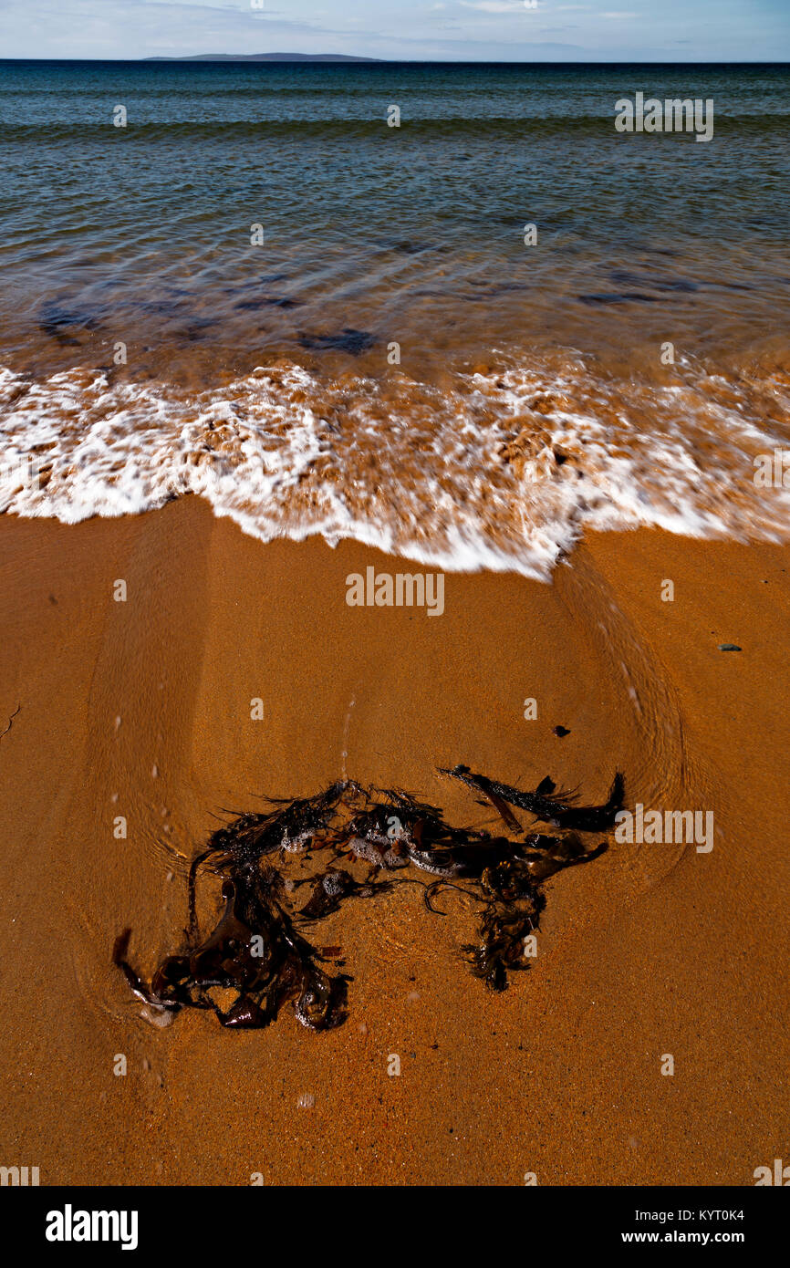A piece of seaweed washed up on the sandy beach at Dugort, Achill Island on the Irish coast Stock Photo