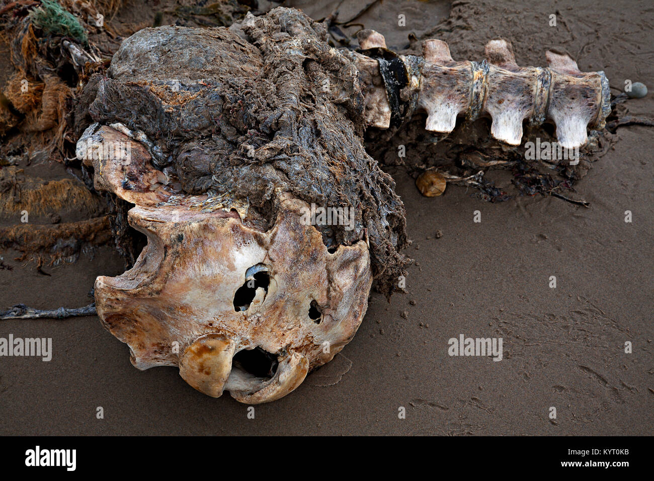 Washed up decaying skeleton of a seal on the beach at Achill Island on the Irish coast Stock Photo
