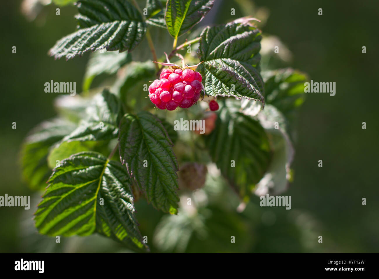 New planted raspberry bush hires stock photography and images Alamy