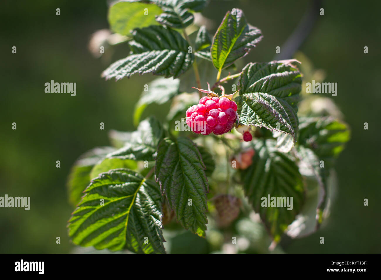 Pink Raspberry Bush Raspberry Bush High Resolution Stock Photography and Images - Alamy