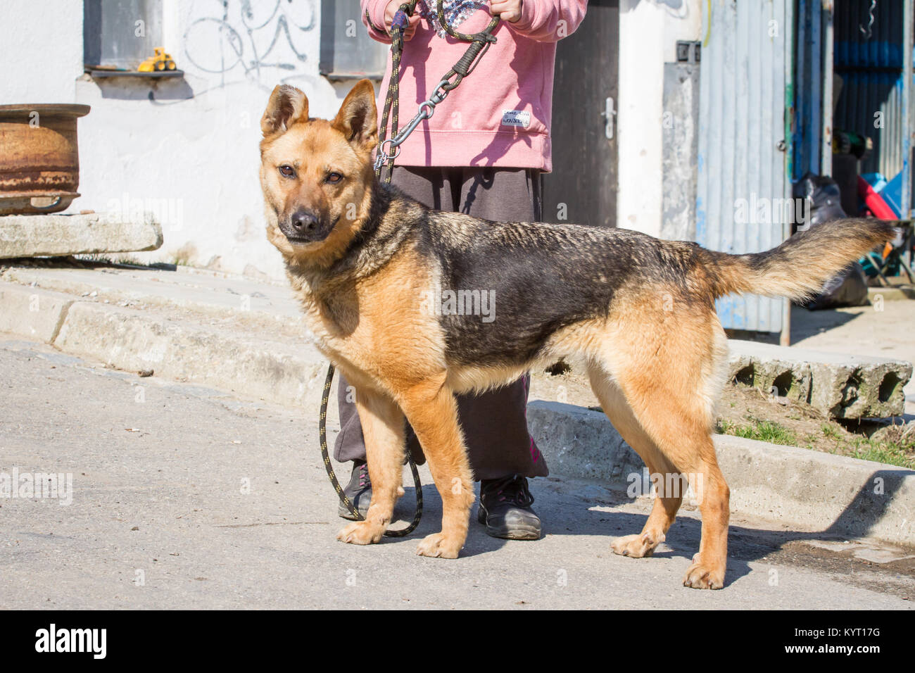 Abused German Shepherd hybrid dog in a shelter Stock Photo