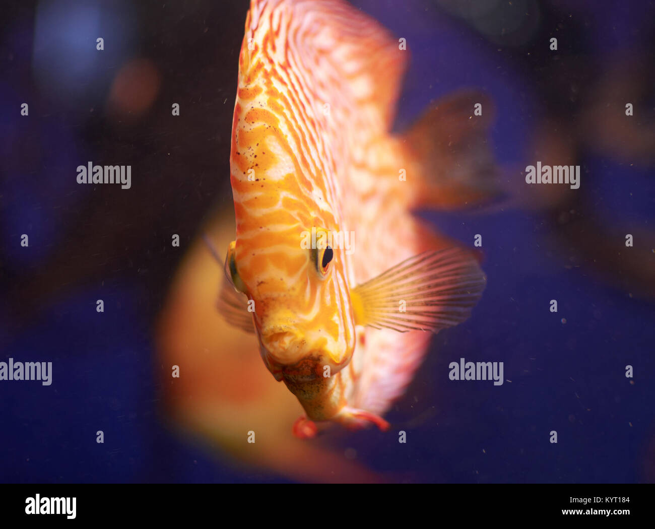 Symphysodon or Discus fish from Amazon river in aquarium Stock Photo