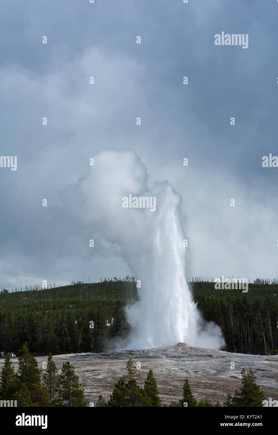 A coumn of water and steam jets higher than the sorounding hills once again as Old Faithful erupts. Stock Photo
