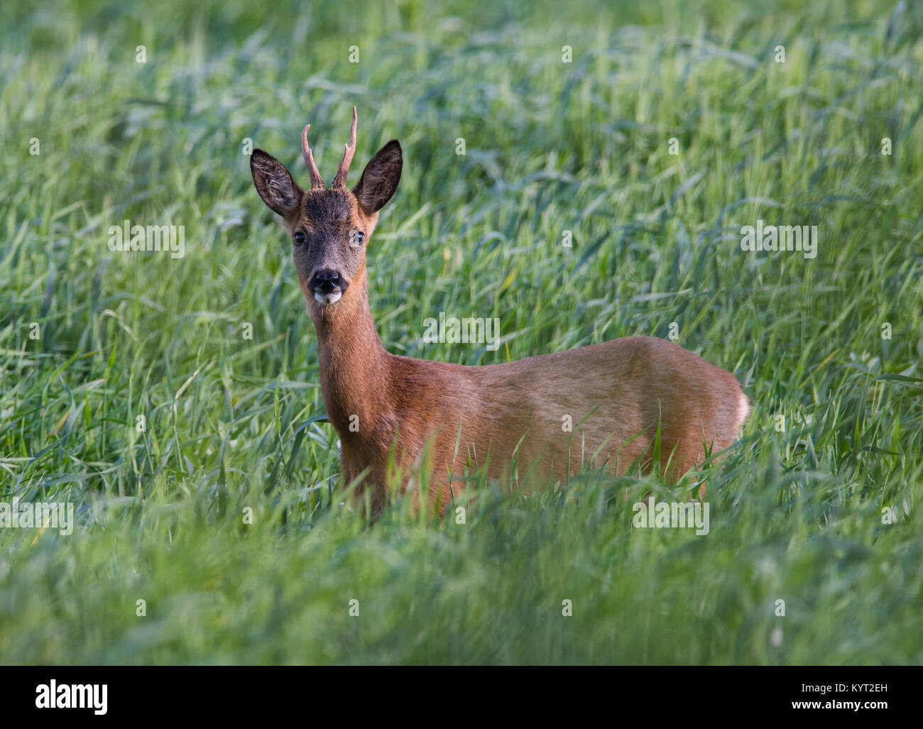 Male/ Buck Roe Deer Capreolus capreolus in an arable field Yorkshire England UK Stock Photo