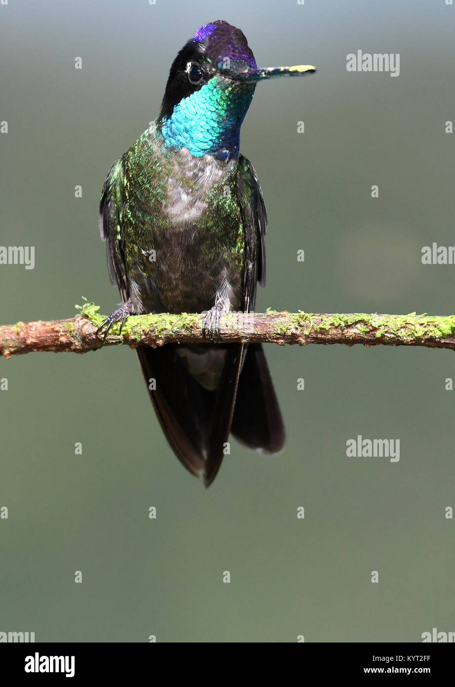 Male Rivoli's hummingbird (Eugenes fulgens) in Costa RIca Stock Photo