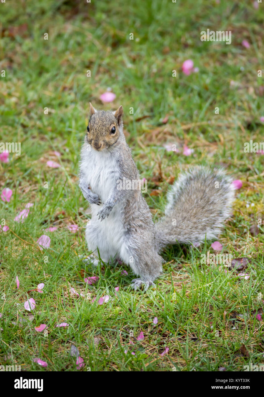 Gray Squirrel sitting with hands together and green background Stock Photo