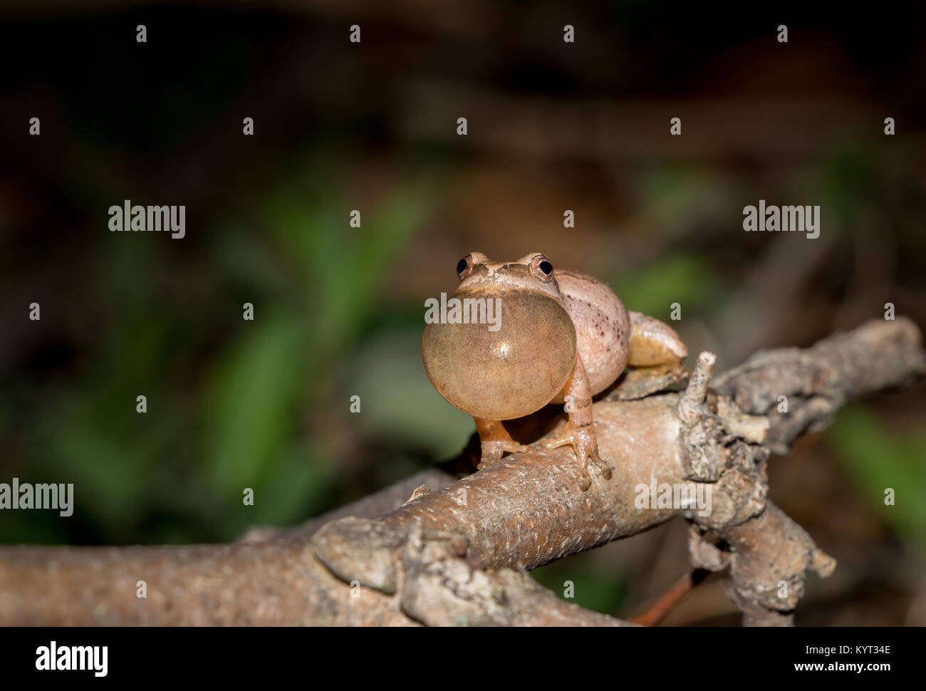 Spring Peeper singing on a branch in the dark Stock Photo