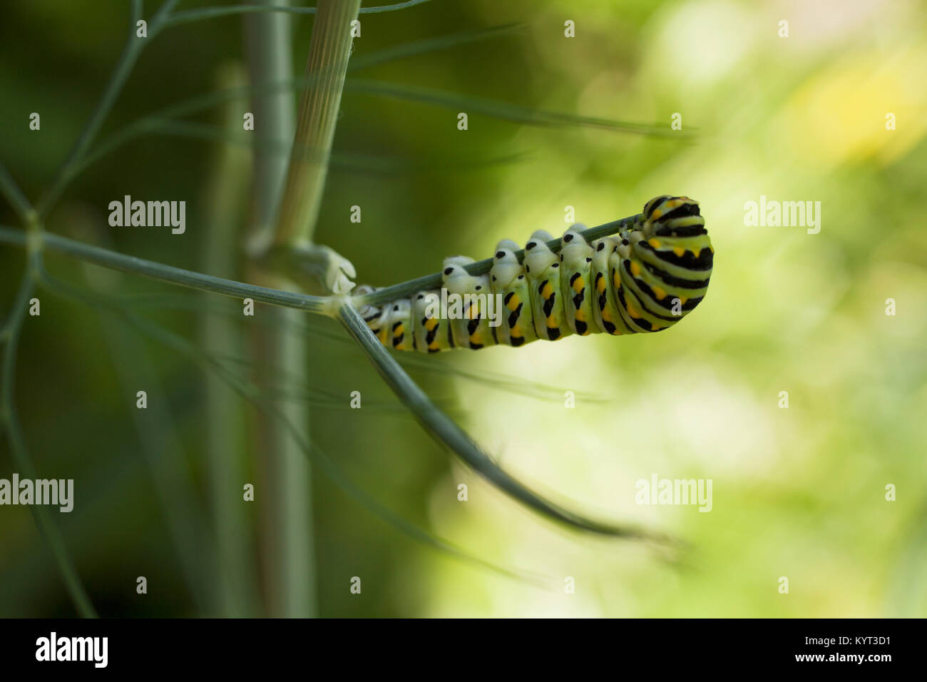 A fat swallowtail caterpillar climbs along a dill plant Stock Photo Alamy