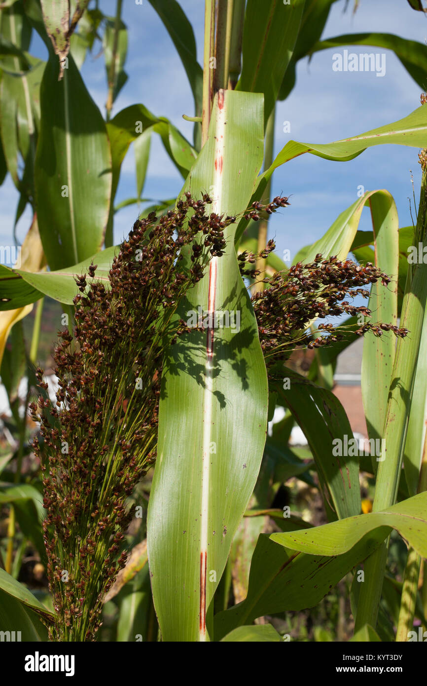 Close up view of millet growing in a field. Stock Photo