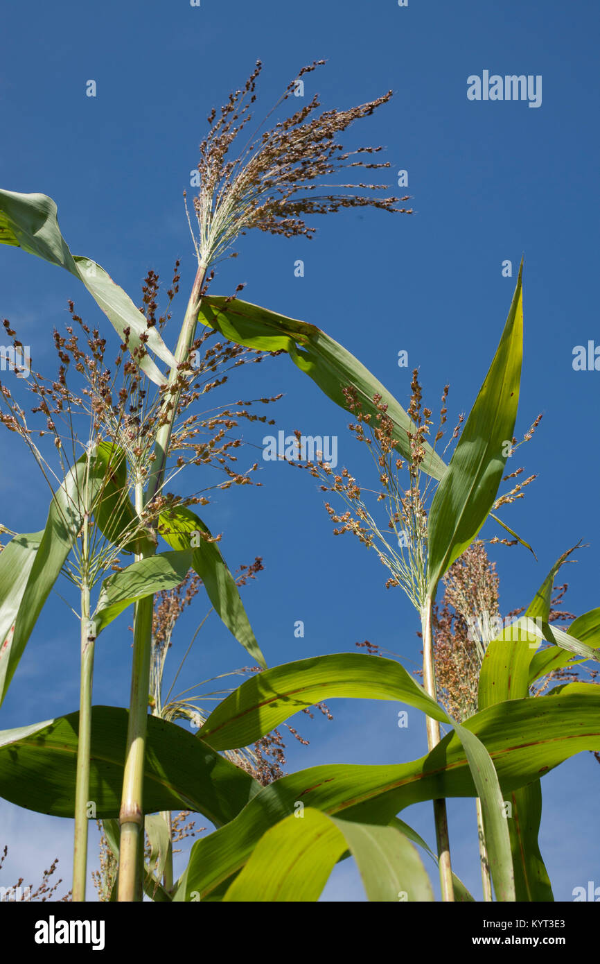 Close up view of millet growing in a field. Stock Photo