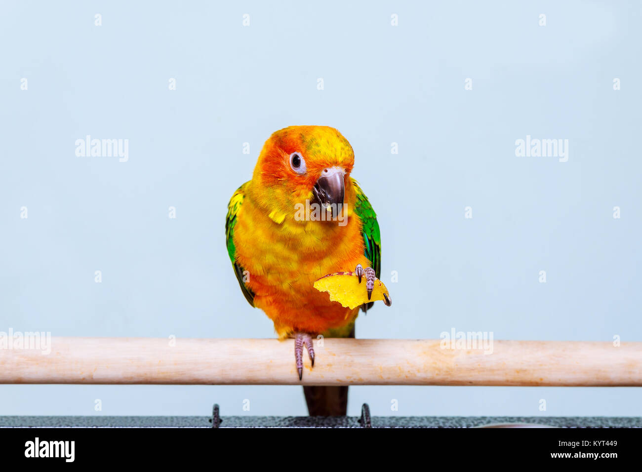 Sun parakeet parrot eating with nature background Sun conure bird and
