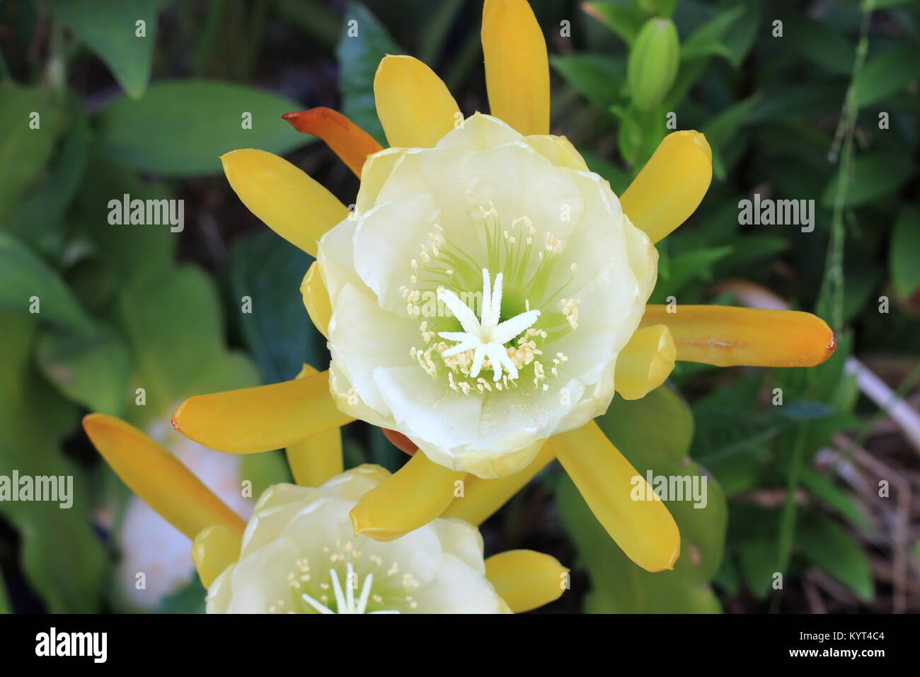Yellow and white blooming Epiphyllum Stock Photo