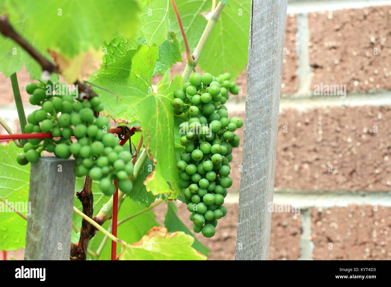 Young grapes growing on grapevines Stock Photo Alamy