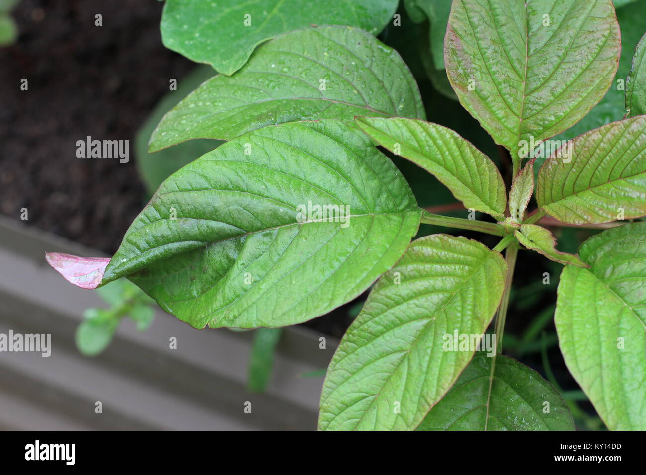 Amaranthus tricolor or known as Red Amaranth Stock Photo