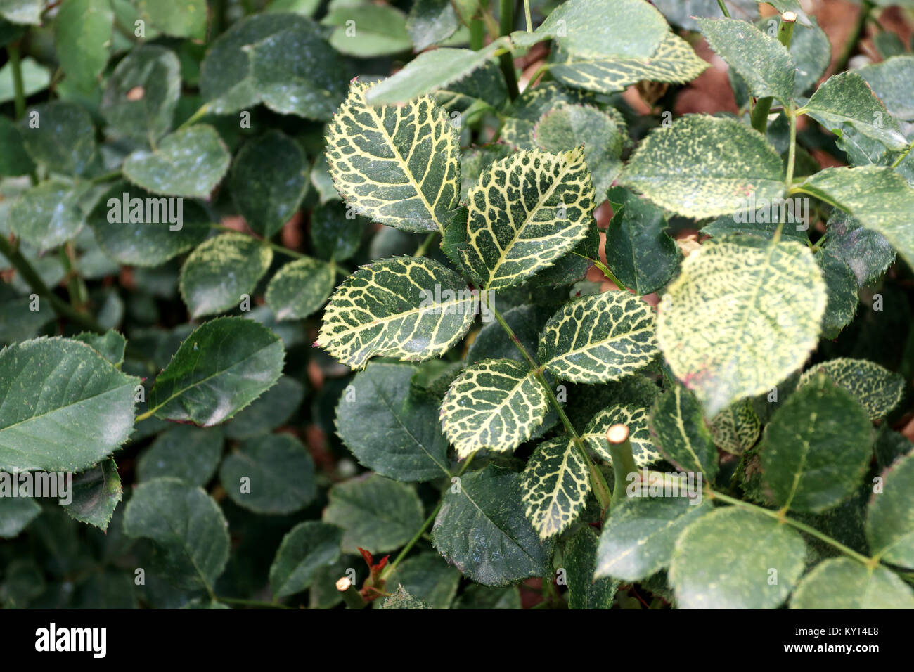 Rose Mosaic Virus on rose leaves Stock Photo