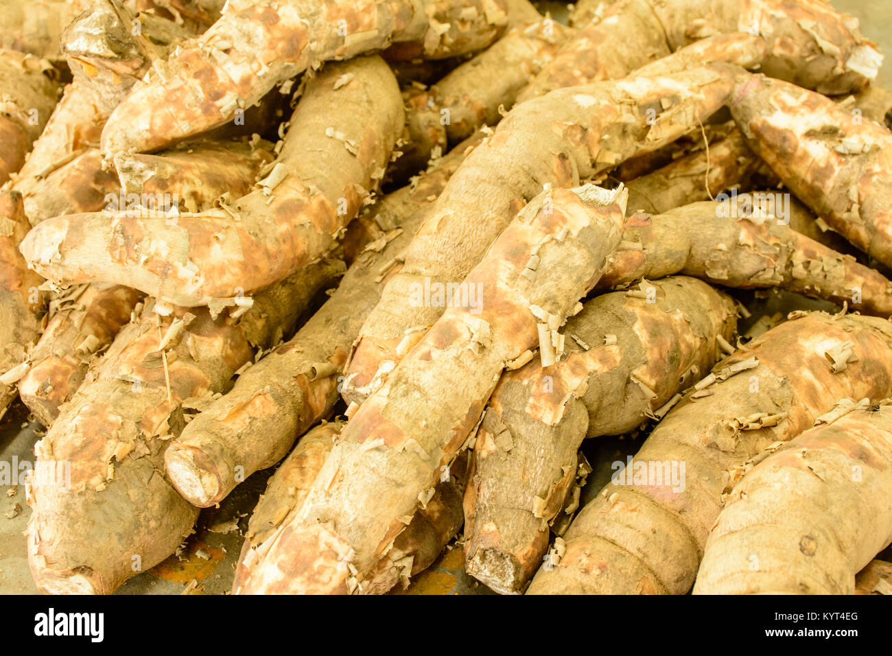 Cassava plant hi-res stock photography and images - Alamy