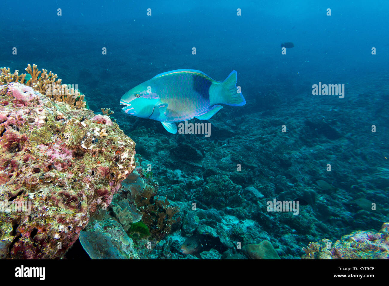 Parrot fish eating coral in the coral reef Stock Photo Alamy
