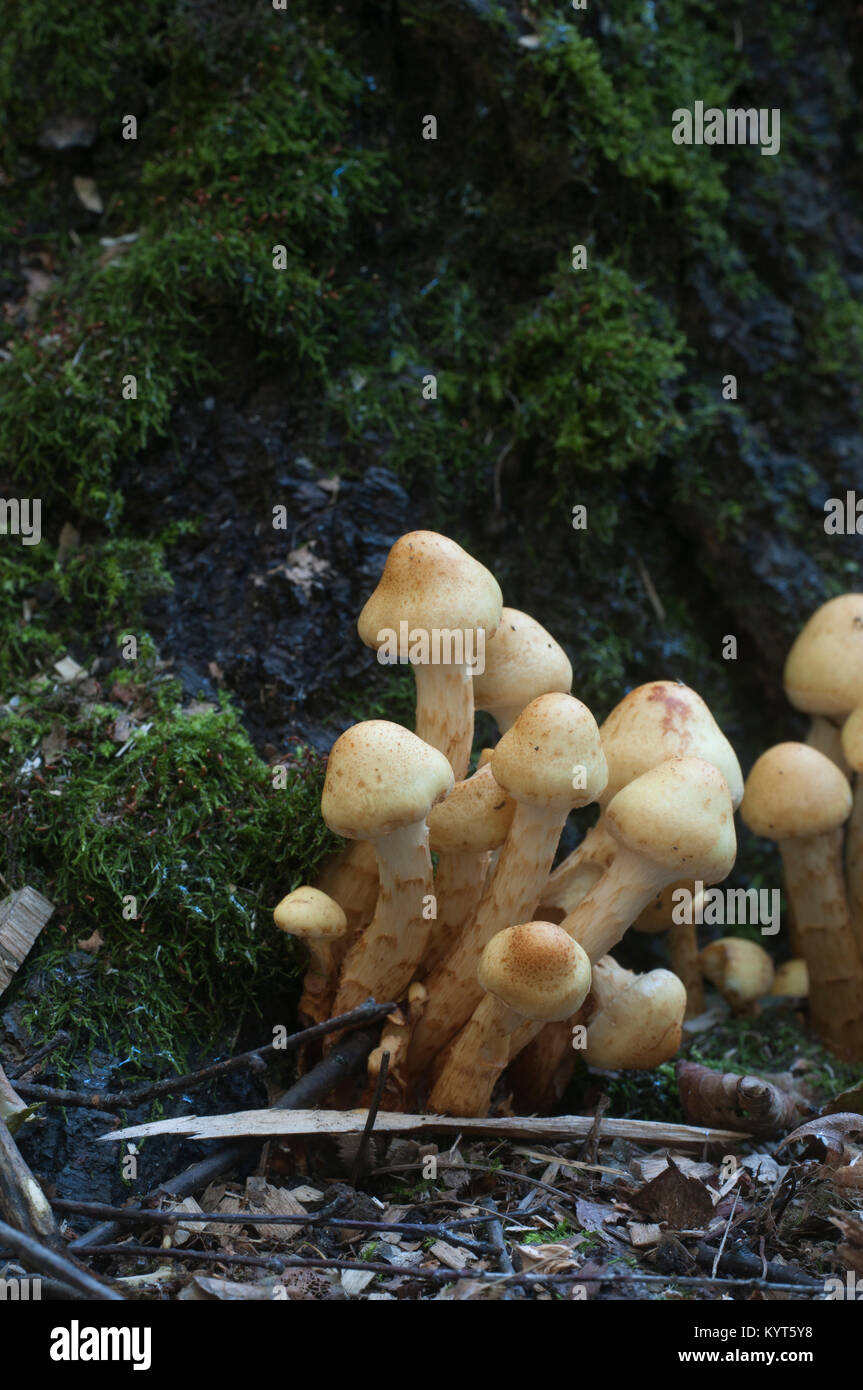 Pholiota alnicola mushrooms on an old stump, close up Stock Photo