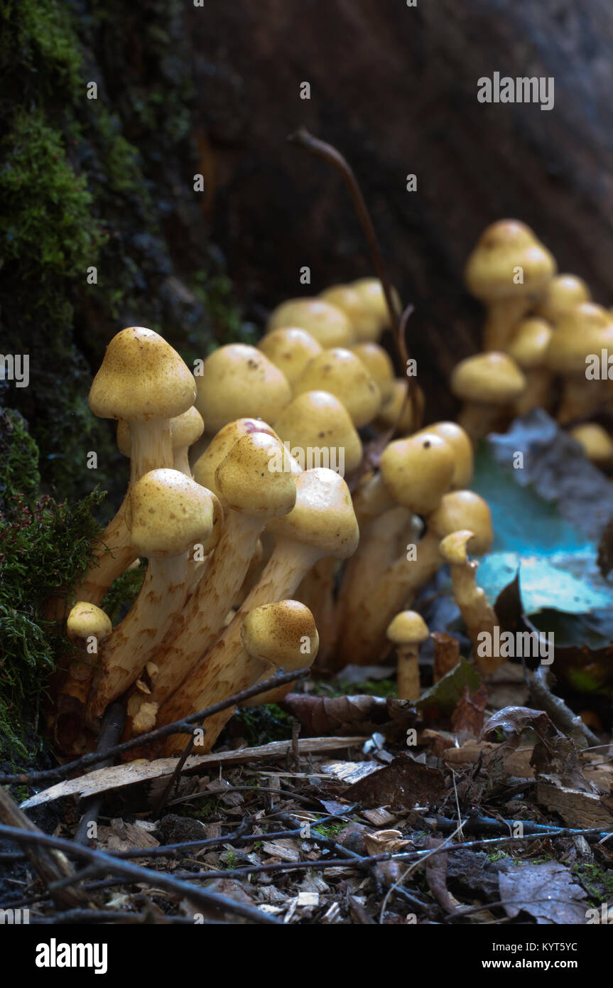 Pholiota alnicola mushrooms on an old stump, close up Stock Photo