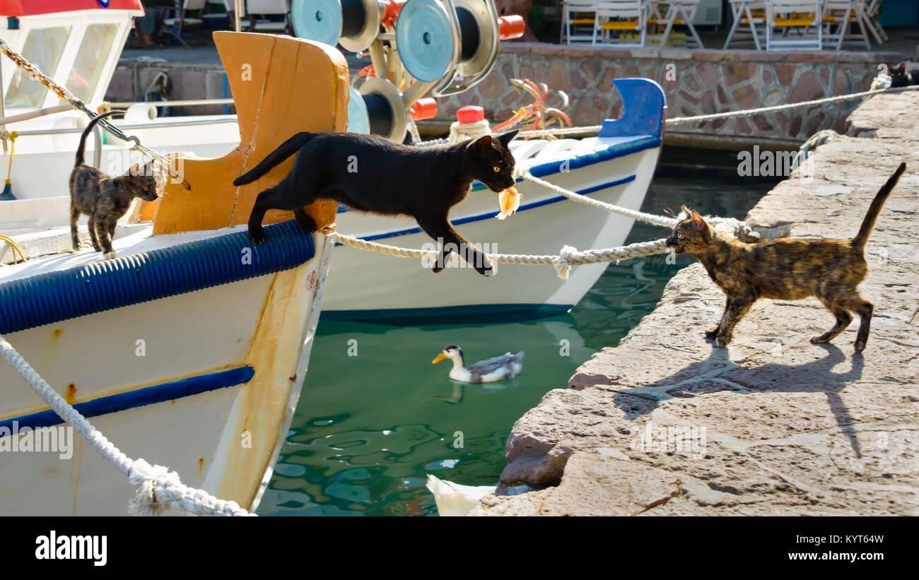 Black cat holding a fish in its mouth and jumping out of a fishing boat down to a quay wall in a picturesque greek habour, Lesbos, Greece Stock Photo