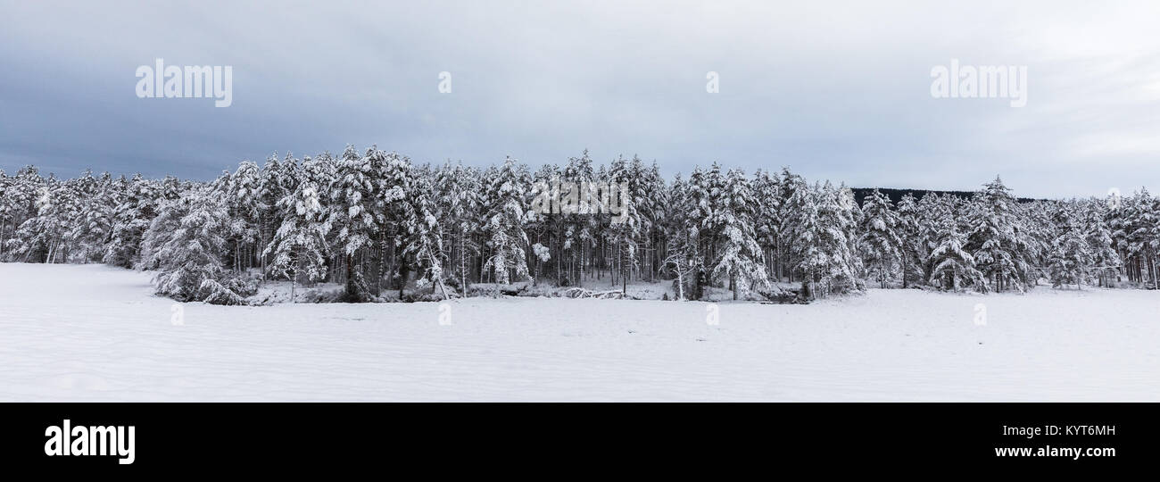 Snow covered Scandinavian pinewood forest with pine trees, Pinus ...
