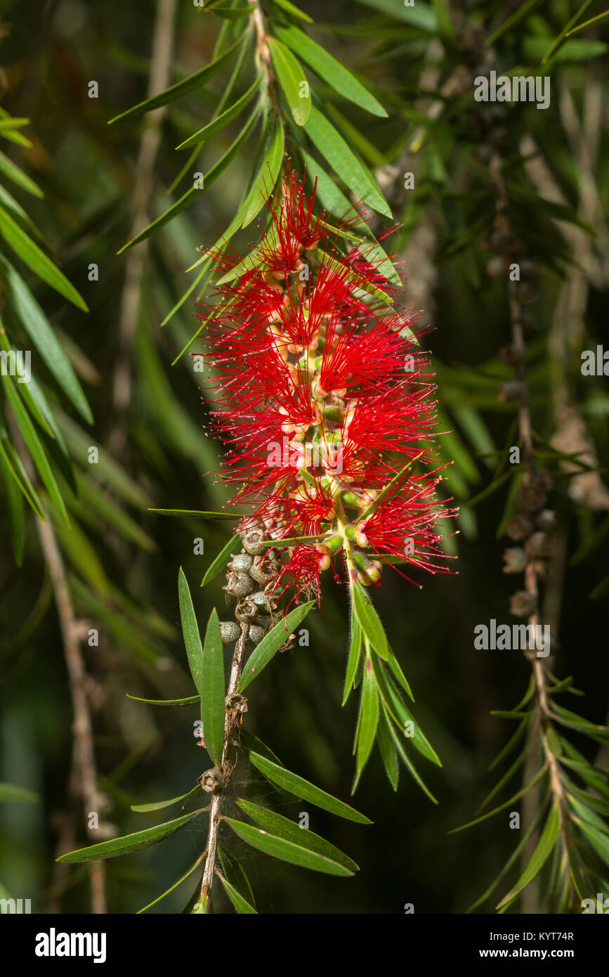 Callistemon viminalis or weeping bottlebrush tree showing red