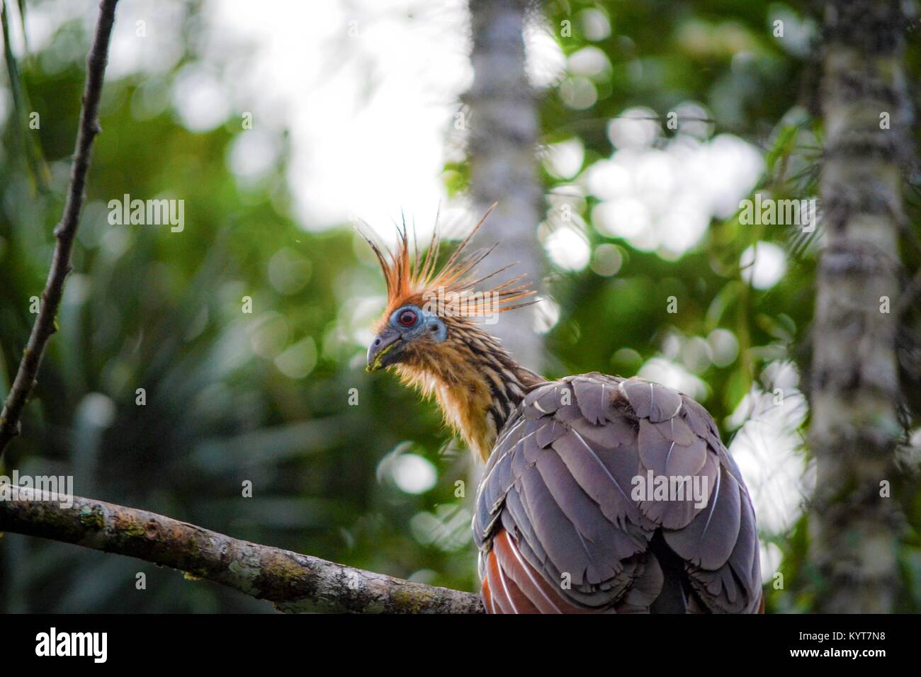 Cuyabeno National Park in Ecuador's Amazon Stock Photo