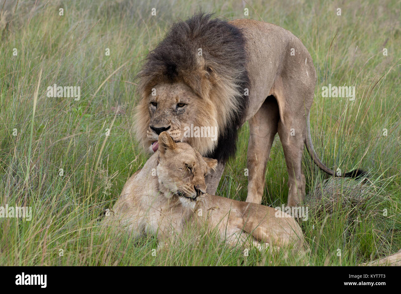Lions grooming male hi-res stock photography and images - Alamy