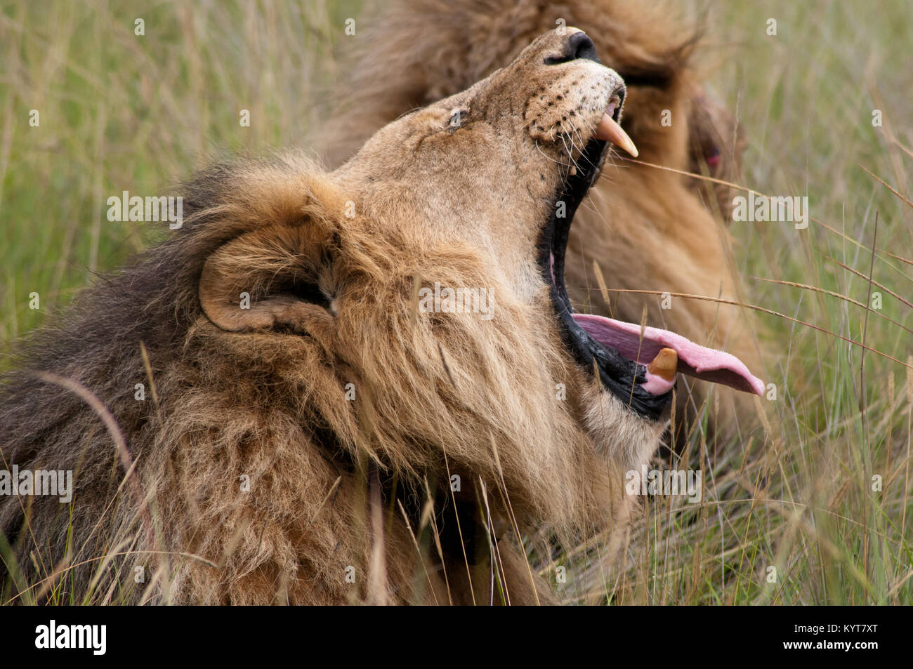 Male Lion Yawning Stock Photo Alamy