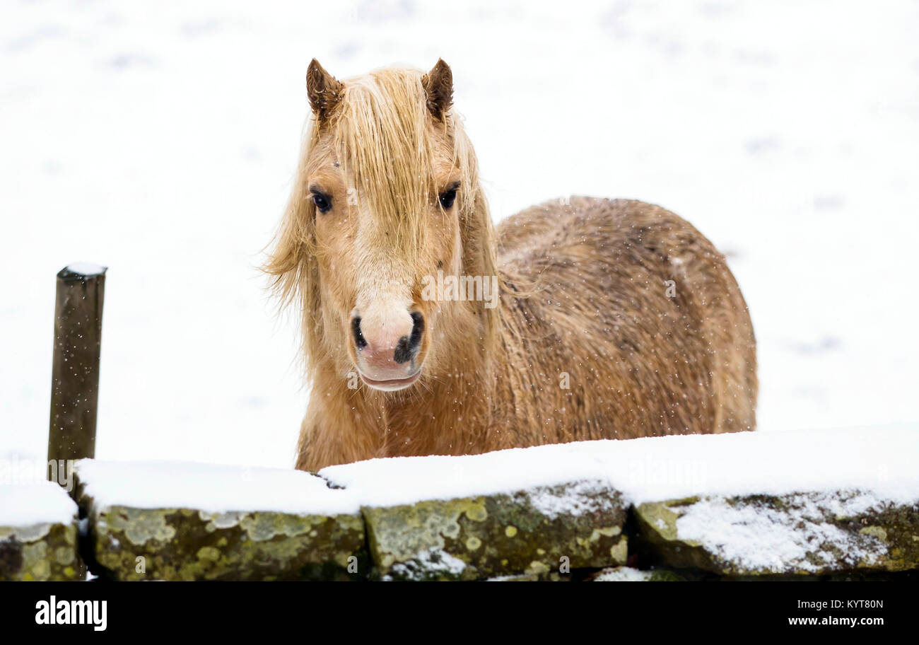 A horse in Longdon Beck as the area in the North Pennines was blanketed by snow overnight. Stock Photo