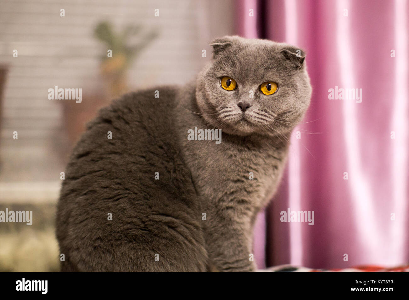 Portrait of a domestic cat Stock Photo Alamy