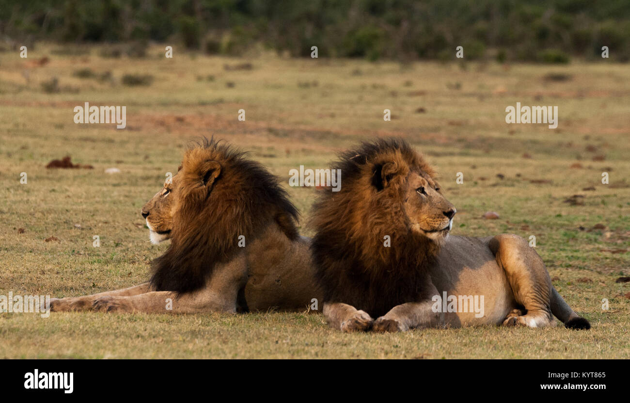 Males Lions Stock Photo - Alamy