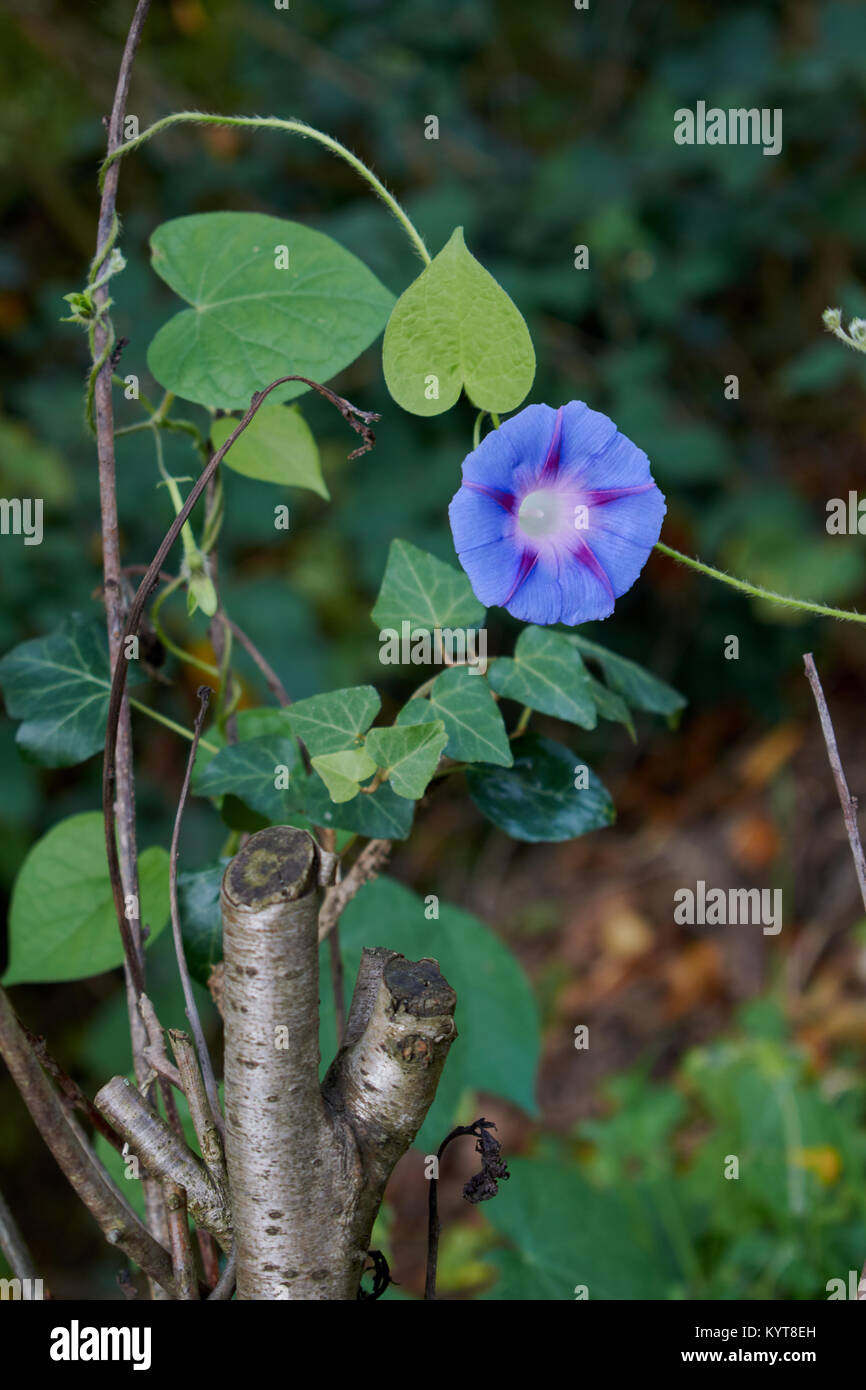 Single morning glory growing up a branch Stock Photo
