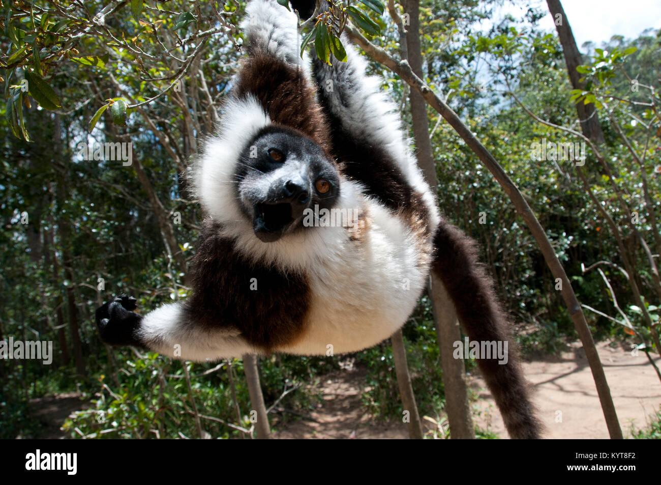 Lemur Pile Ruffed Ruffed Lemur Hanging From Tree Branch Stock Photo - Alamy