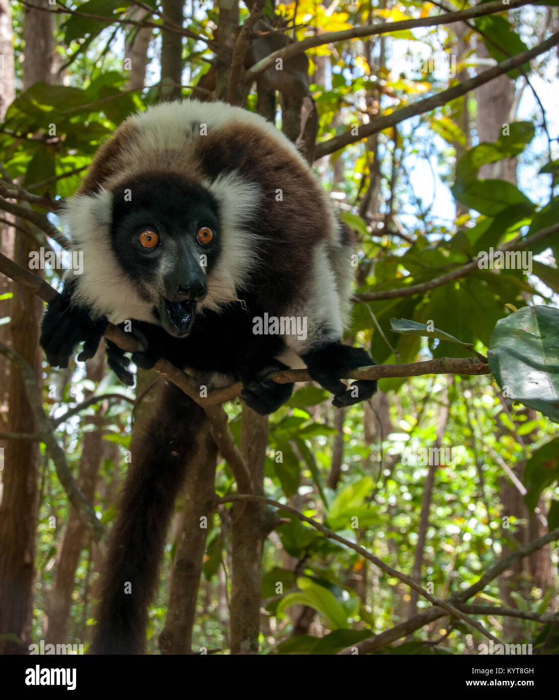 Lemur Pile Ruffed Ruffed Lemur Peering From Tree Stock Photo - Alamy