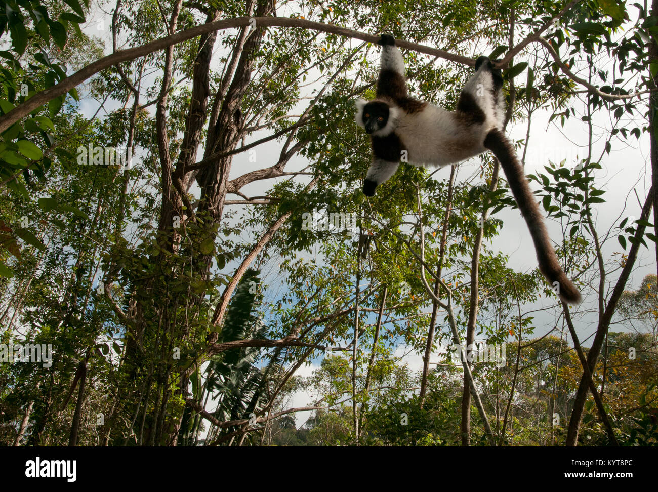 Lemur Pile Ruffed Ruffed lemur hanging hi-res stock photography and images - Alamy