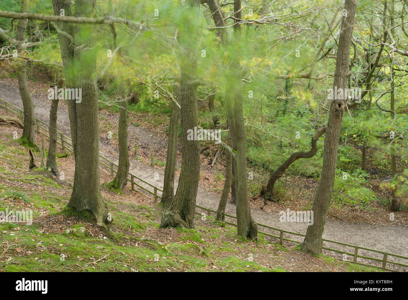 English Oak (Quercus robur) trees in woodland habitat, Hetchell Wood