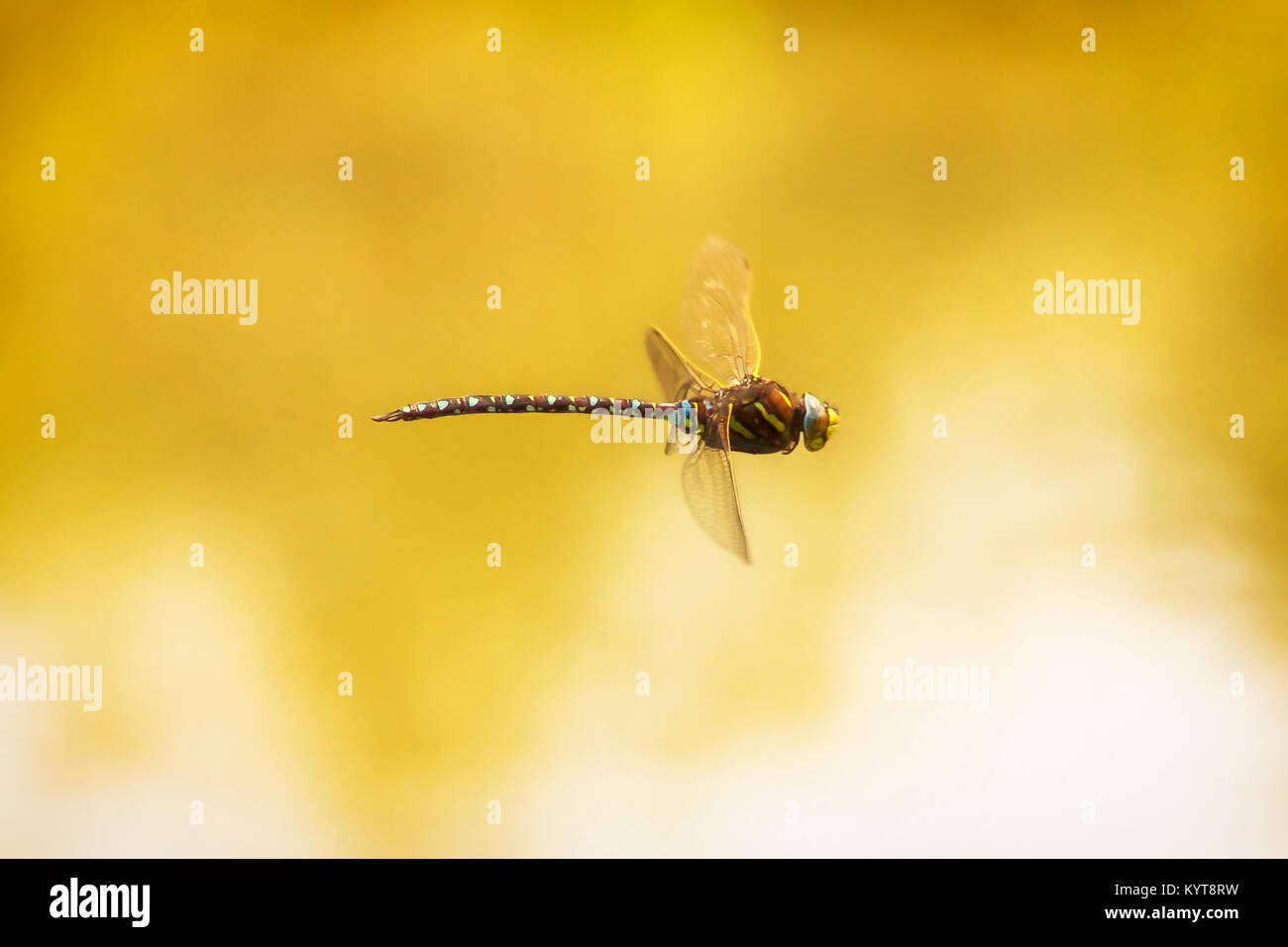 Flying dragonfly macro photography Stock Photo