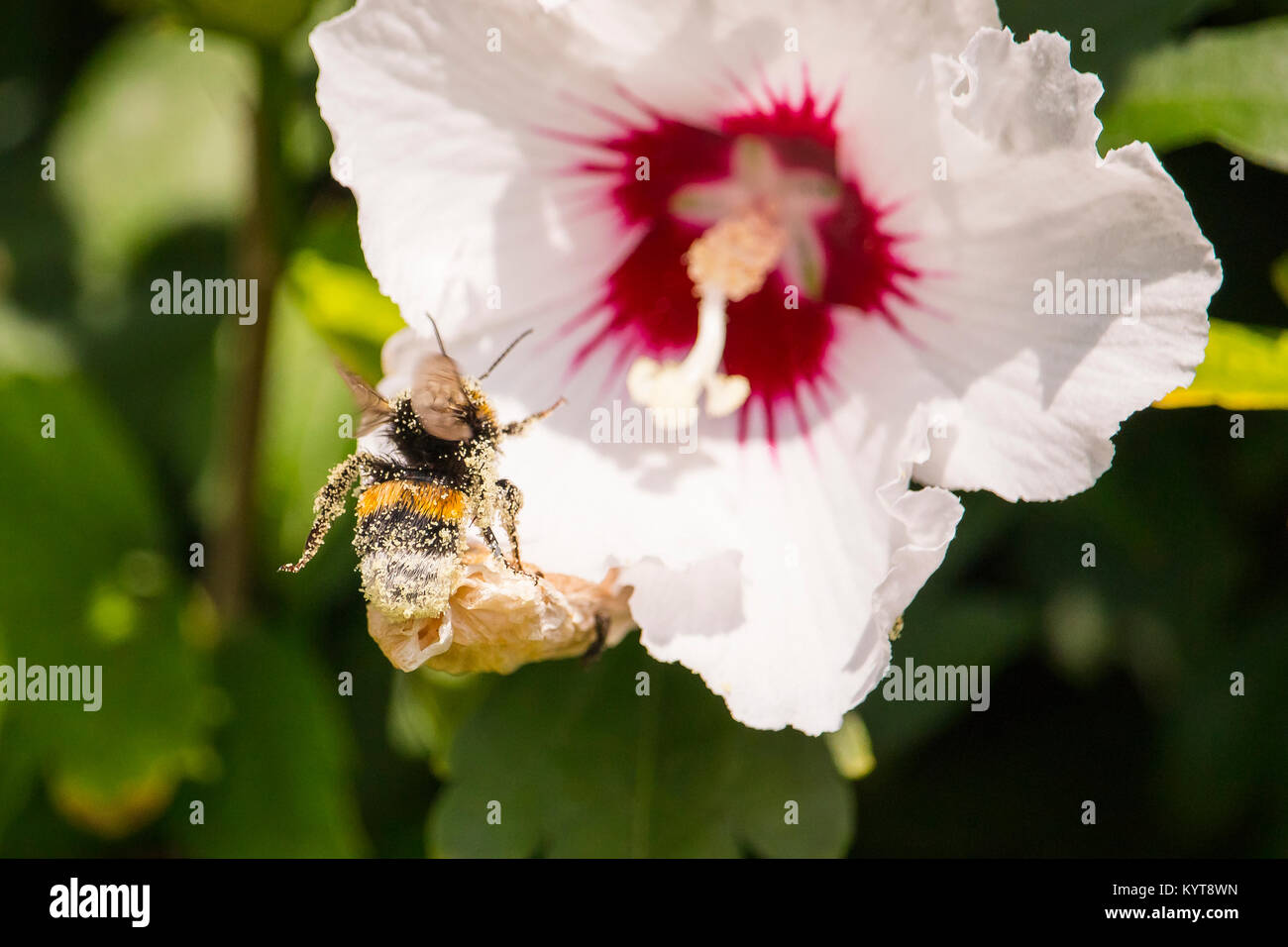 Flying bumblebee covered with pollen Stock Photo