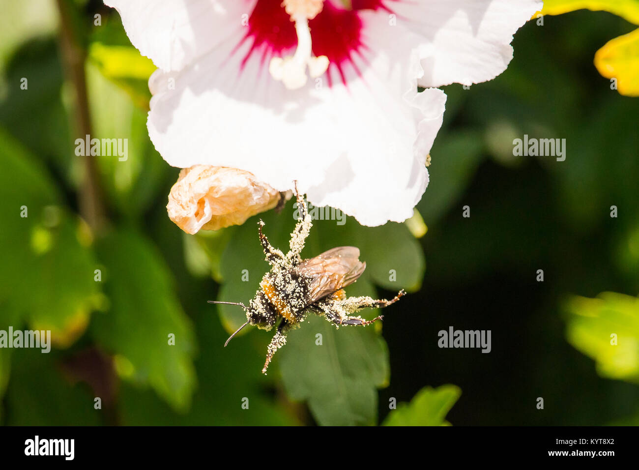 Flying bumblebee covered with pollen Stock Photo