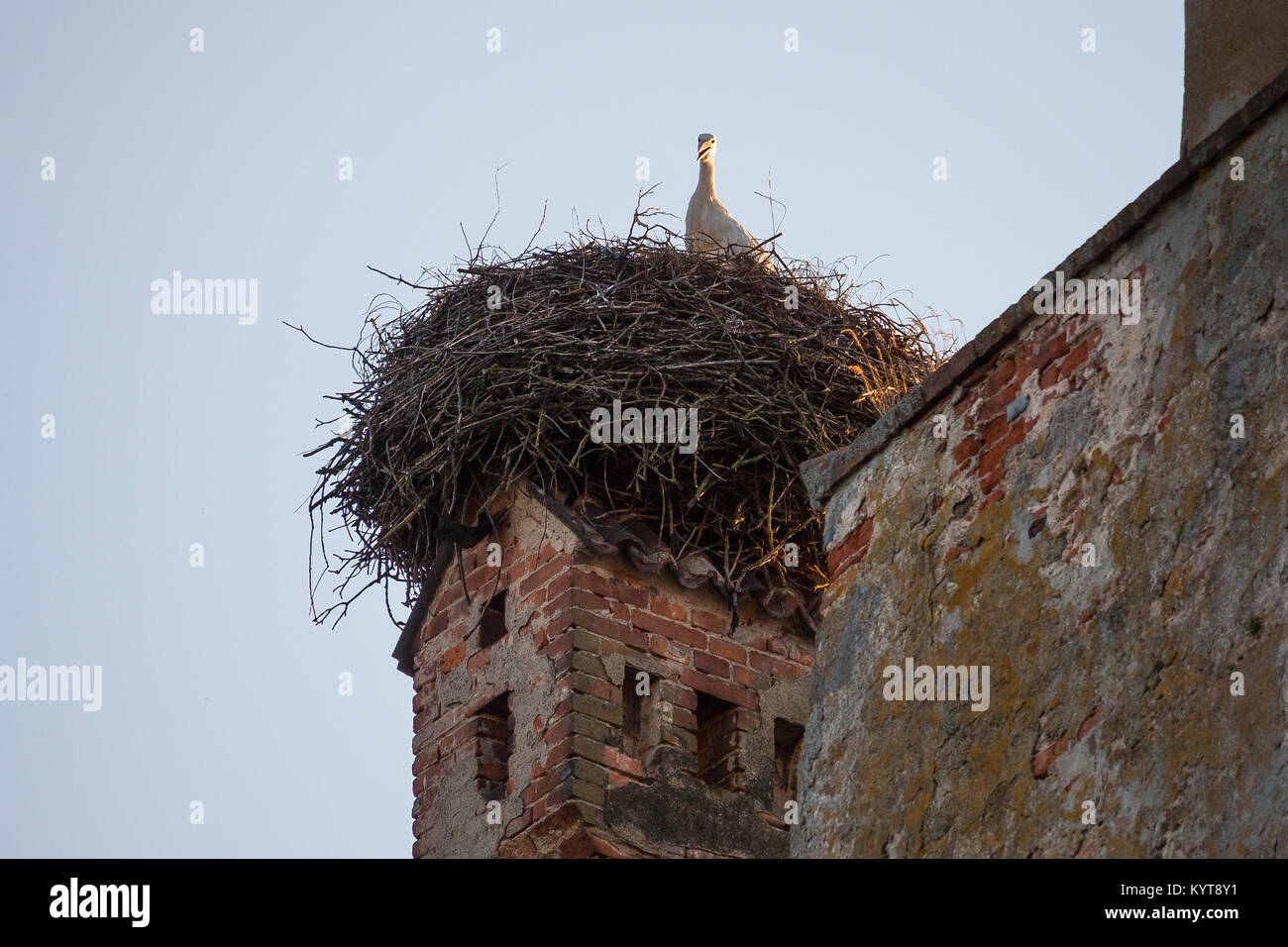 Stork nest on chimney Stock Photo