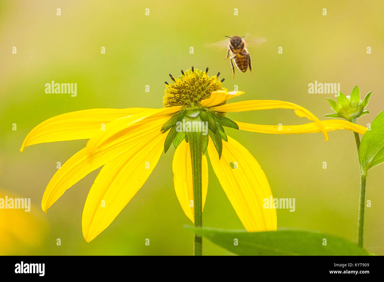 Honeybee landing on blossom Stock Photo