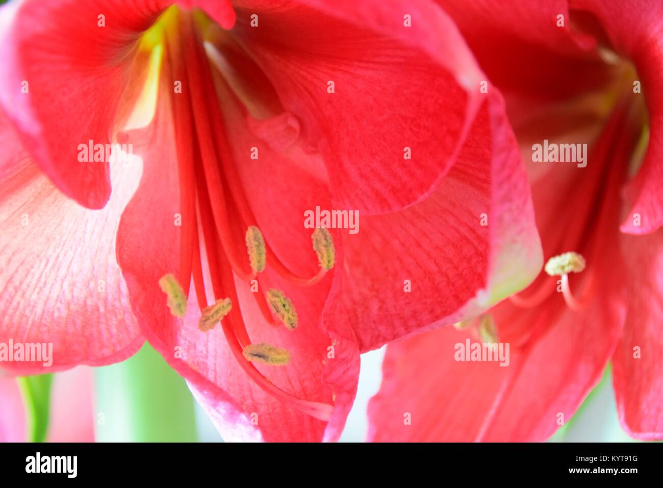 unusual pink Amaryllis plant Stock Photo