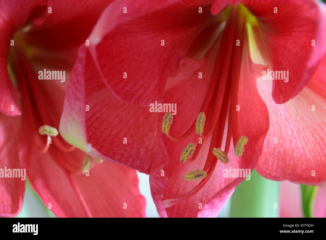 unusual pink Amaryllis plant Stock Photo