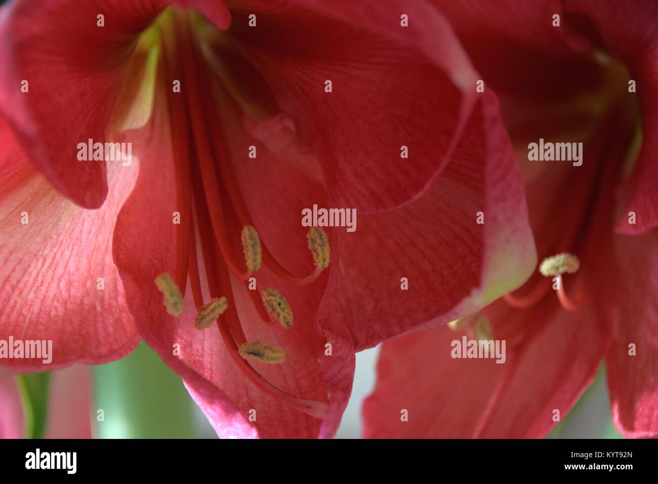 two flowers of an Amaryllis plant Stock Photo