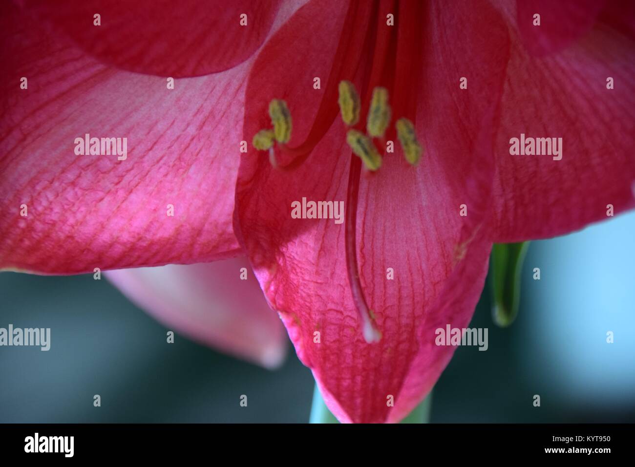 pink Belladonna lily Stock Photo